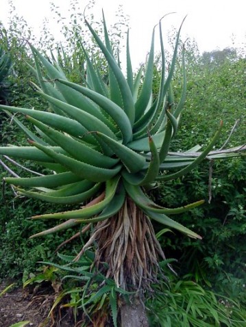aloe_arborescens