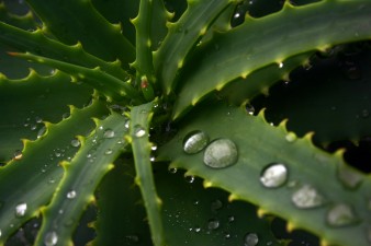 aloe arborescens aloeforever