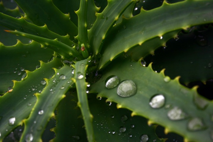 Aloe arborescens e  la cura di  Padre Romano  Zago