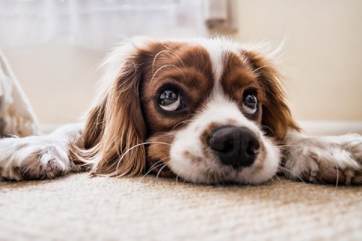 Tumore cerebrale nei cani: come riconoscere i primi sintomi