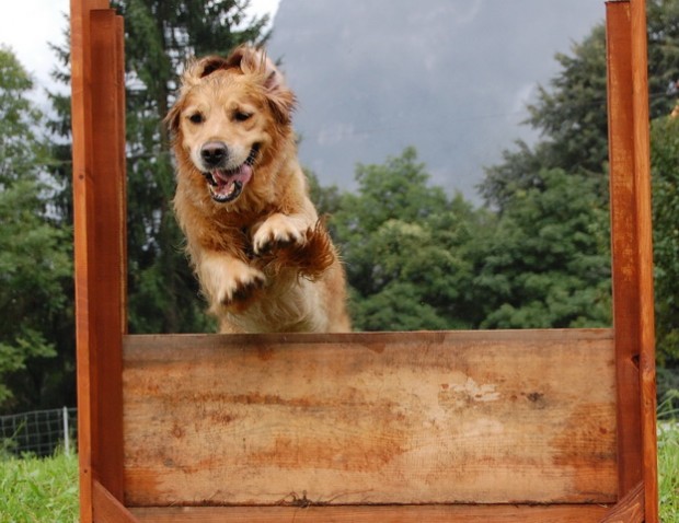 Come addestrare il proprio cane