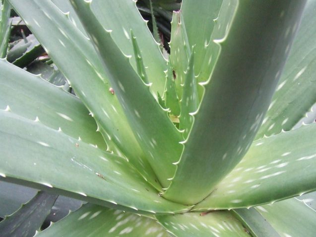 Aloe vera controindicazioni e tiroide: correlazioni