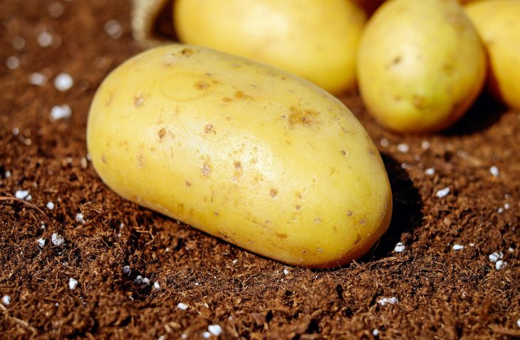 Come sapere quando una patata è andata a male