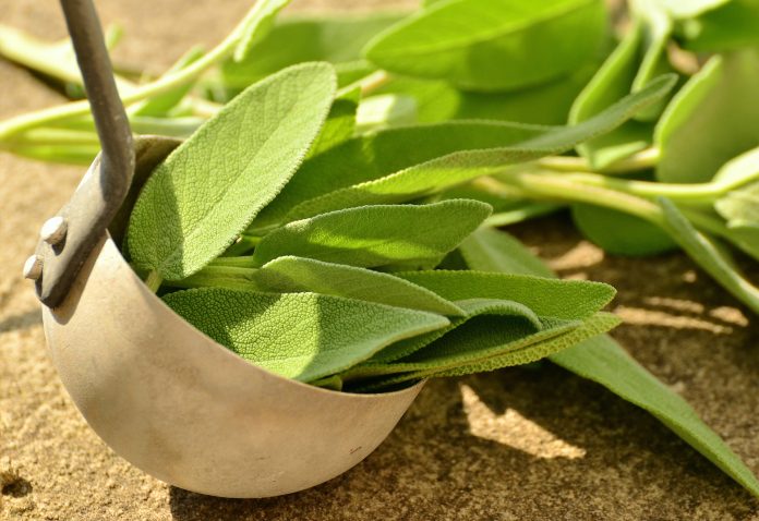 Come usare i fiori e le foglie della salvia