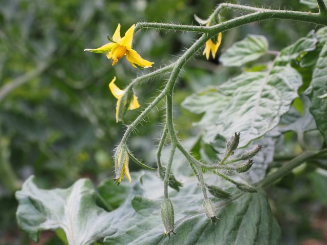 Come impollinare le piante di pomodoro a mano