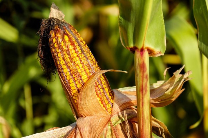 Come si conserva una pannocchia di mais