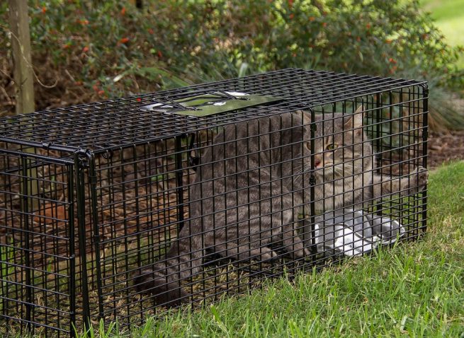 Come fabbricare una trappola per gatti fatta in casa