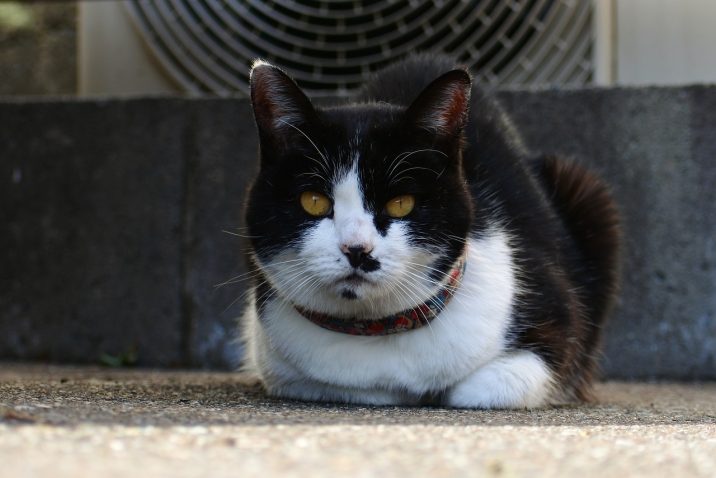 Come catturare un gatto senza avere una trappola