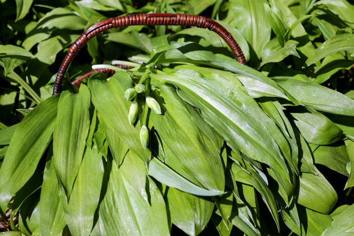 Cipolla selvatica: dove trovarla e come utilizzarla