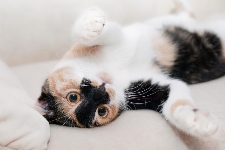 Come abituare il gatto che vive all'aria aperta a vivere in casa