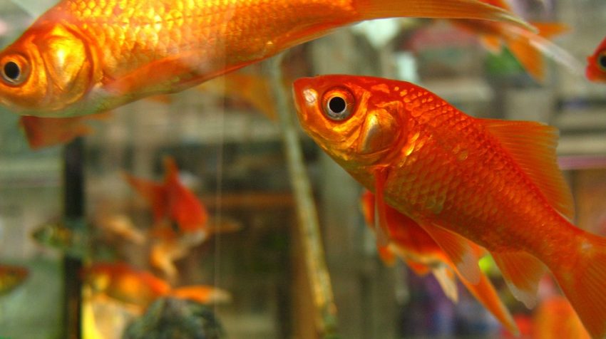 Come tenere un pesce rosso in una boccia