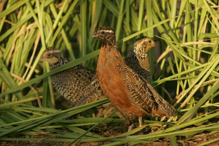 Specie di uccelli che nidificano a terra
