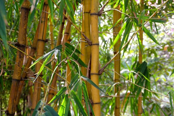 Come trapiantare le talee di bambù