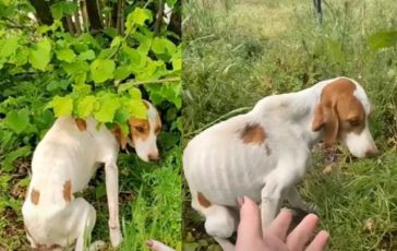 brightcove poster 1846641 364x230