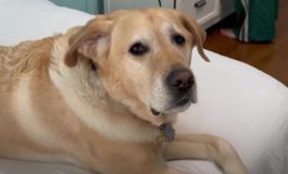 brightcove poster 1854436 265x160