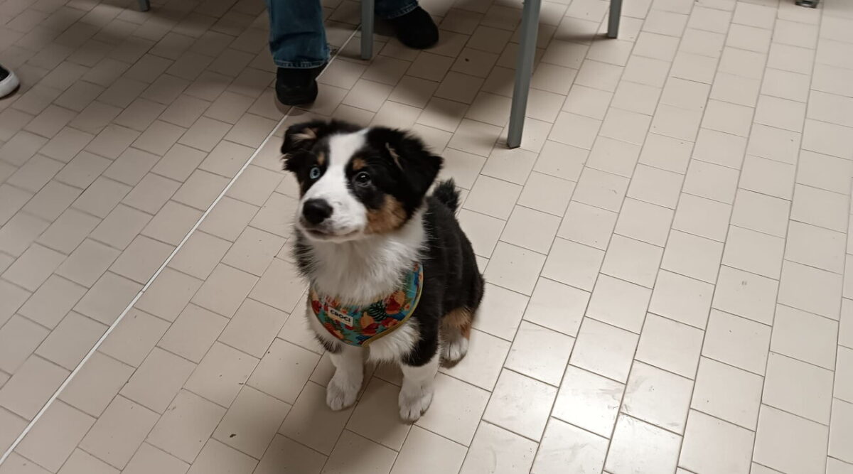 Firenze, la prof porta il suo cane a scuola con l'approvazione del preside