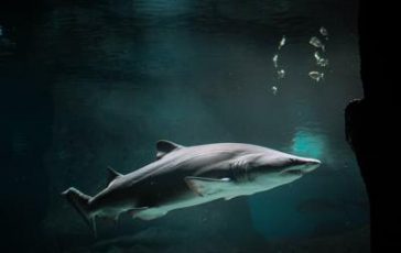 featured 1918074 364x230