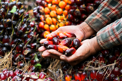 Uiops e Assitol: "Olio di palma sostenibile, versatile e sicuro"