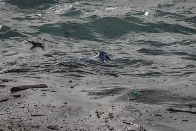 Dai rifiuti plastici alla tela di ragno, arrivano i batteri verdi