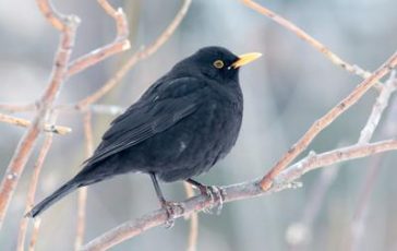 featured 1920956 364x230