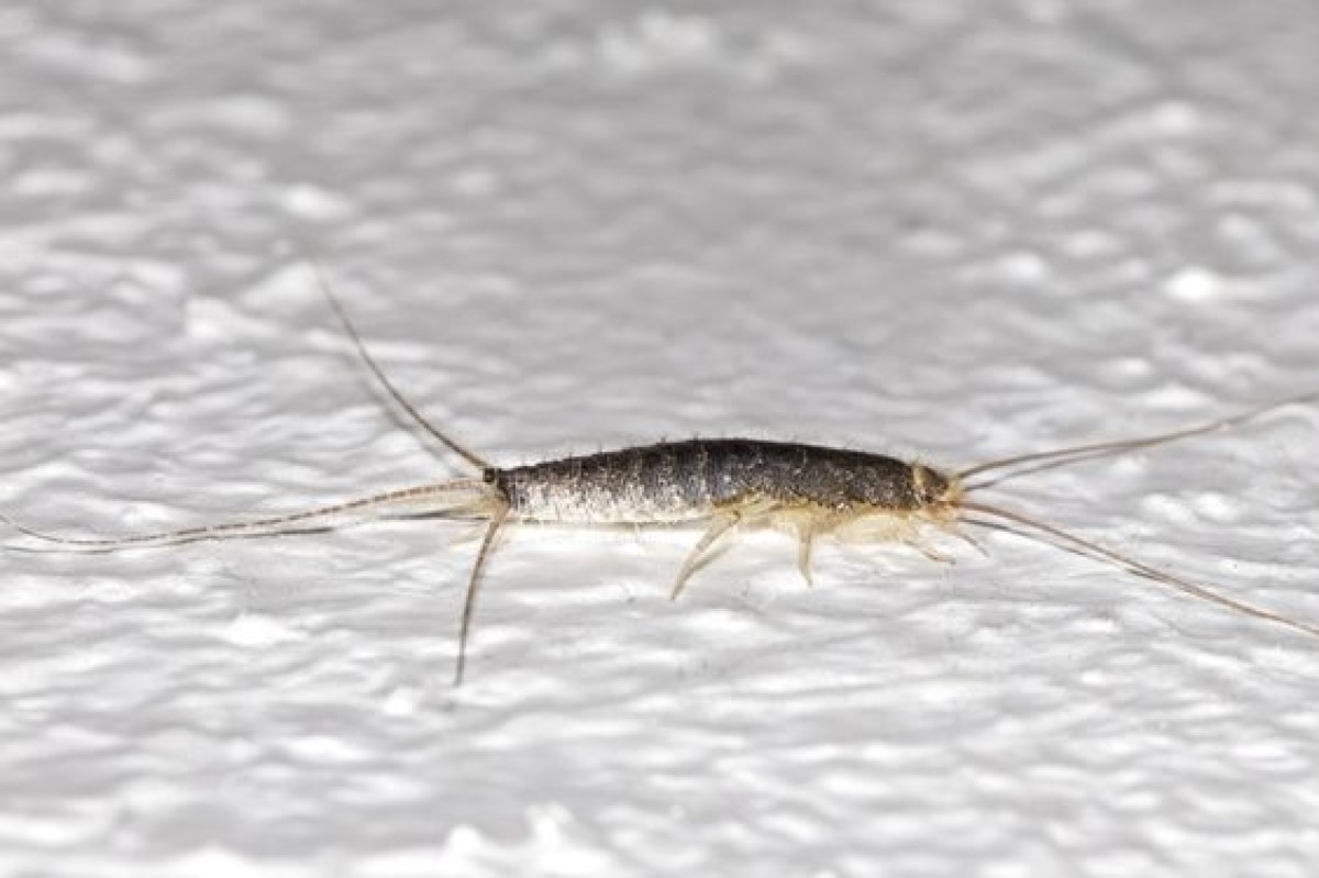 Pesciolini d'argento: soluzioni per eliminarli