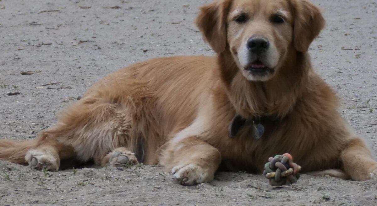 Corea del Sud, approvata legge storica: bandita carne di cane
