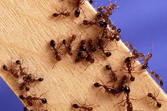 Formiche in casa: come sbarazzarsene naturalmente
