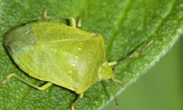 image 91556a79 e020 4600 804d a38d8f2573da 265x160