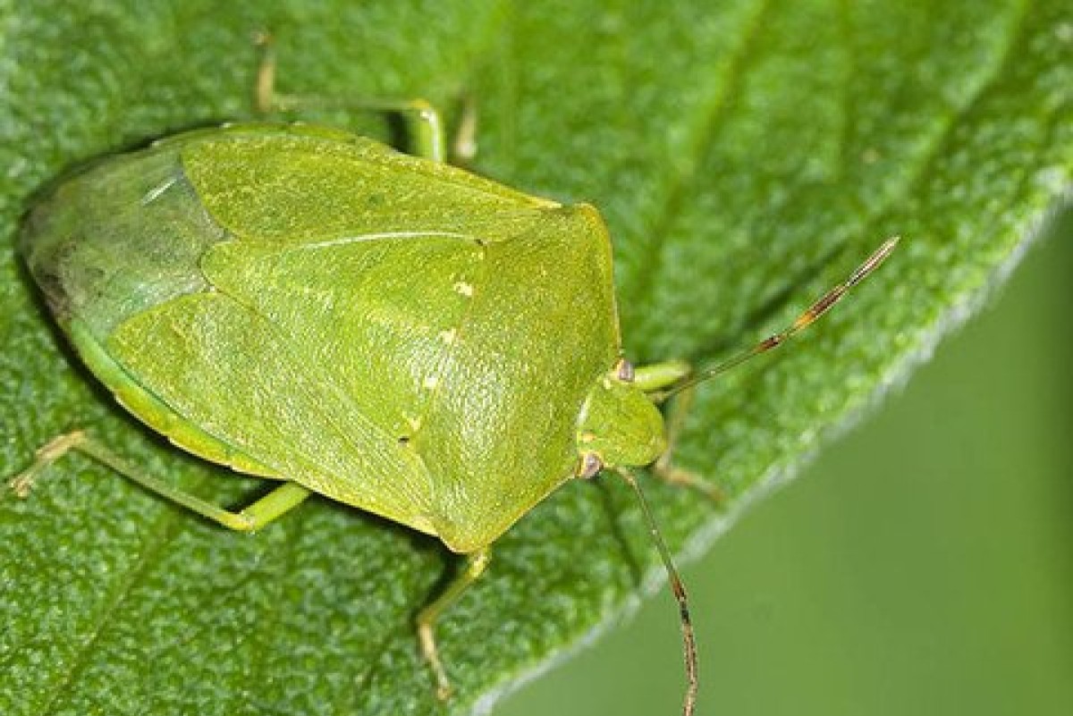 Cimice verde in inverno: come evitare l'invasione