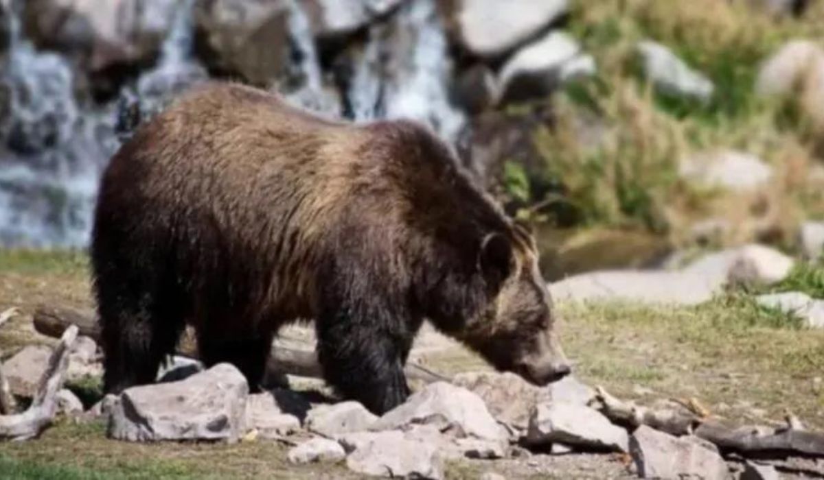 Trentino, identificato l'orso trovato morto lo scorso ottobre: è MJ5