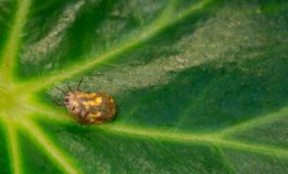 featured 1929512 265x160