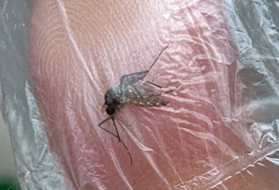 Dengue: emergenza in Brasile, quasi 1mln di casi nel 2024