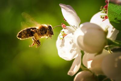 Ok definitivo del Parlamento Ue al Nature Restoration Law, esultano gli ambientalisti