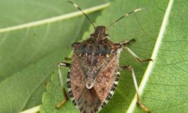 image 19353a11 d48a 46aa ac15 b423a889bdcf 265x160