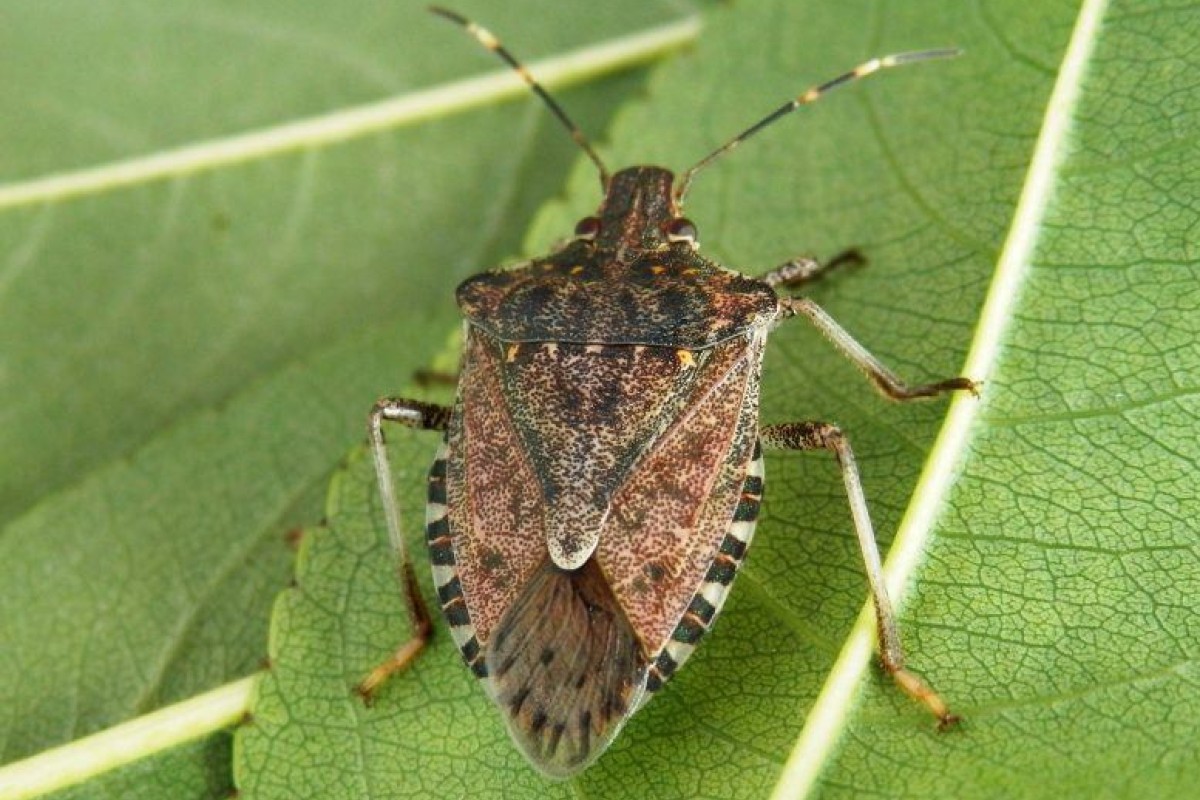 Cimice nera dei cavoli: la prevenzione naturale