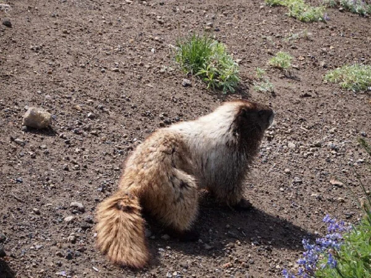 Giorno della marmotta: di cosa si tratta e dove si celebra