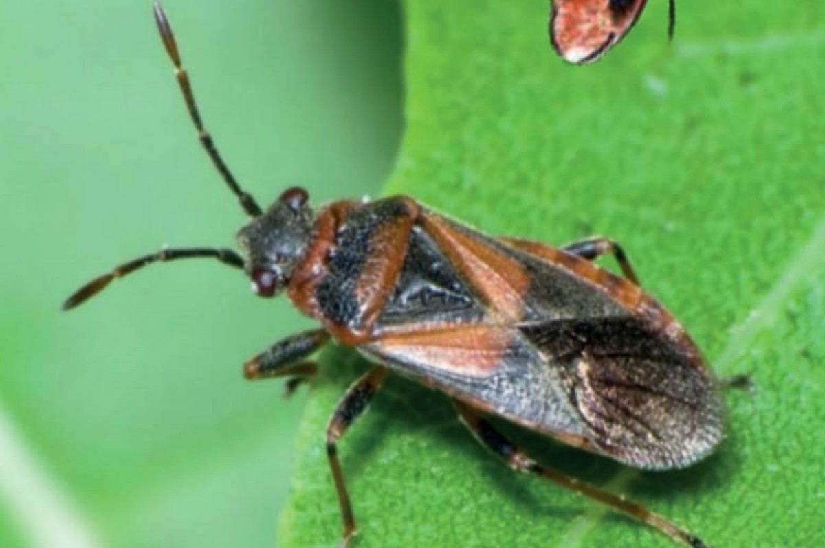 Cimice dell'olmo: consigli e rimedi per prevenirla