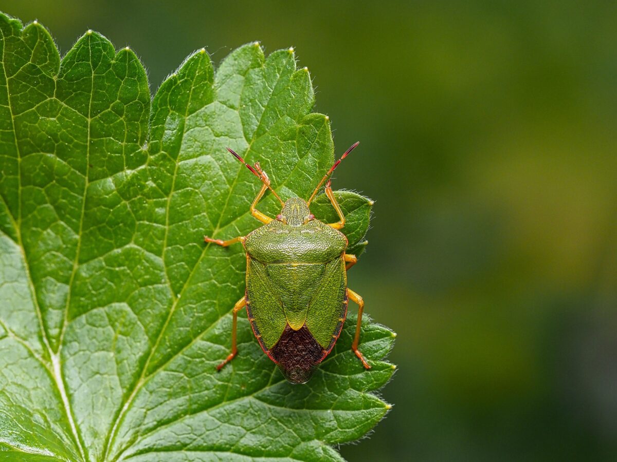 Cimici verdi in casa: come allontanarle naturalmente