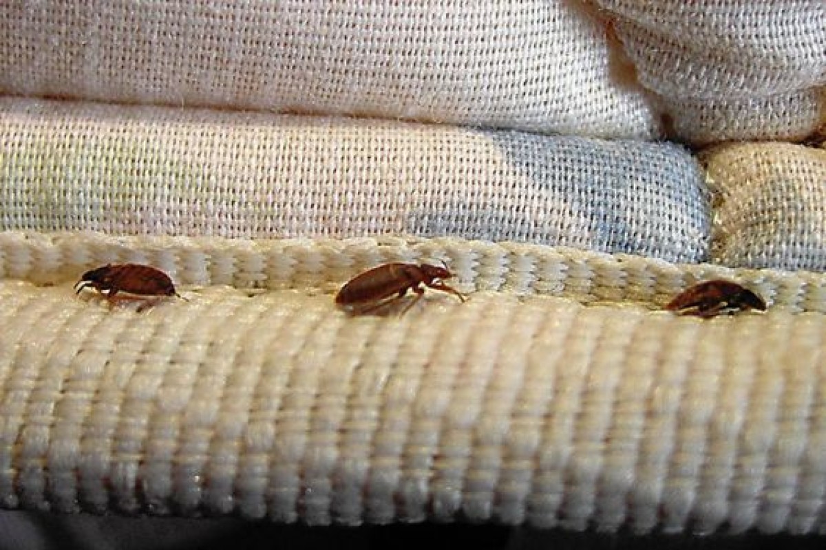 Cimici da letto: come capire se sono in casa