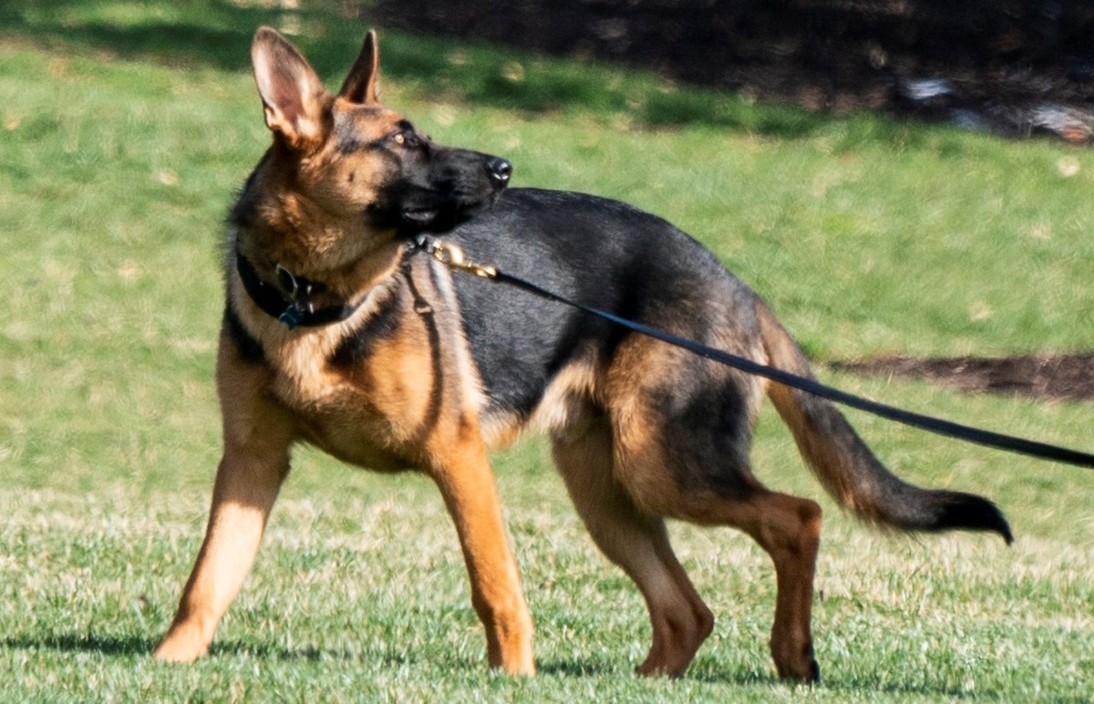 Bimba aggredita dai cani a Roma: le sue condizioni