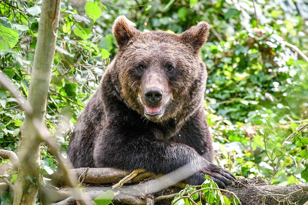 Abbattuto orso M90: gli animalisti annunciano manifestazione