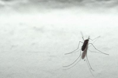 Zanzare nel mirino, l'ipotesi 'causeranno la prossima pandemia'