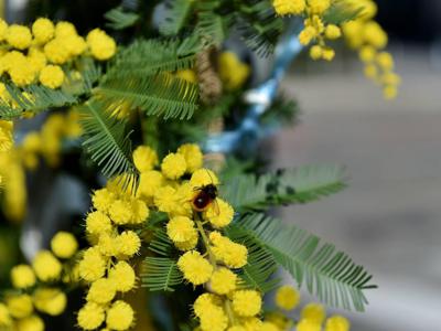 8 marzo, mimosa? Occhio all'allergia