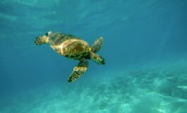 tartaruga marina