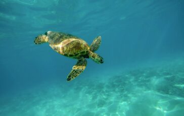 tartaruga marina