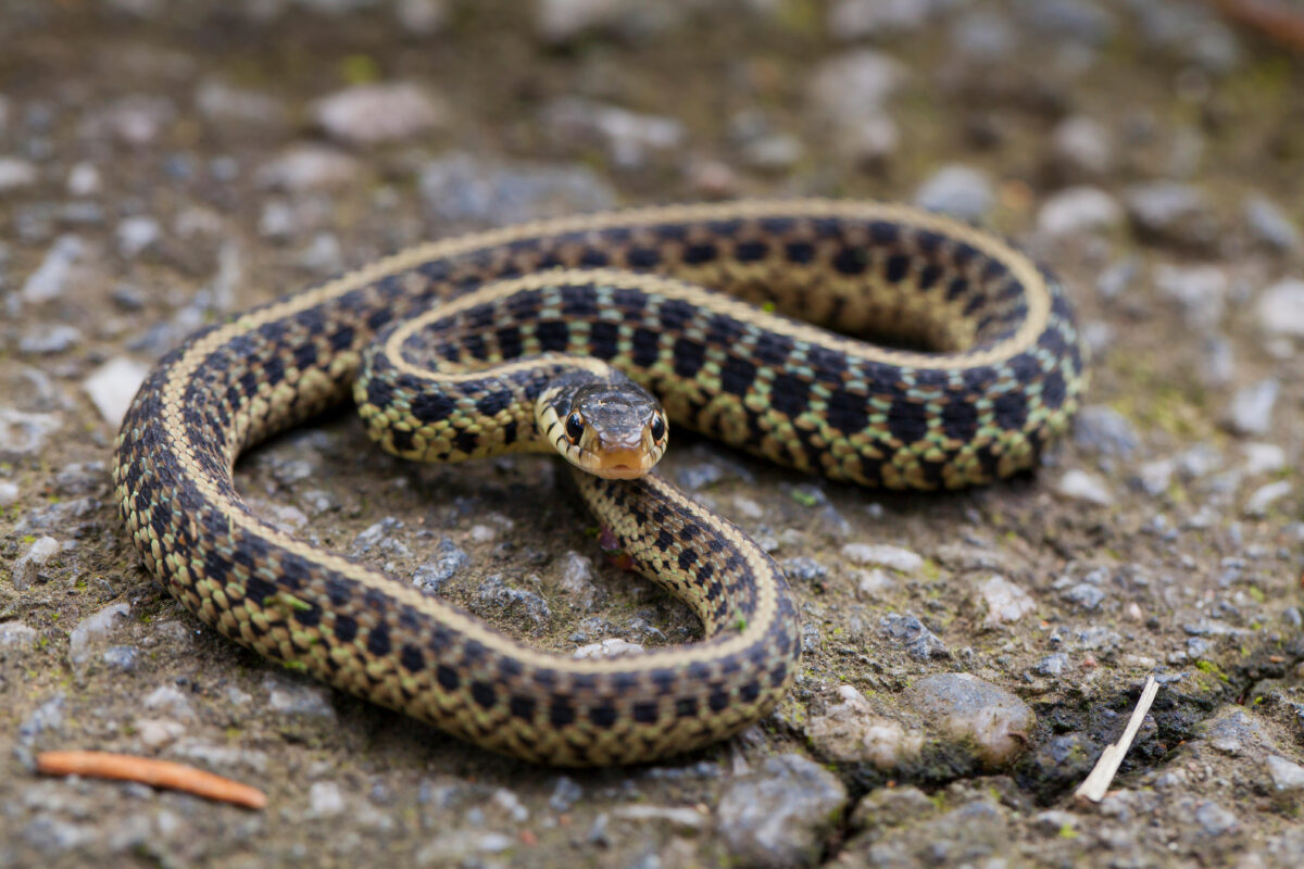 Serpente velenoso in asilo, morde un uomo e lo ammazza