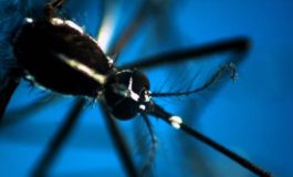 featured 1950766 265x160