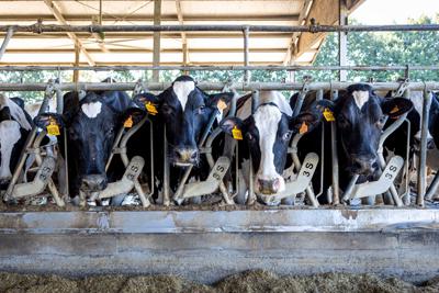 Aviaria, epidemia in bovini Usa 'da fine 2023 e pi&ugrave; estesa di quanto si pensi'