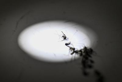 Torner&agrave; la malaria in Italia? L'esperto 'no allarme ma guardia alta'
