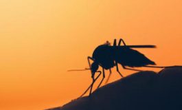 featured 1952229 265x160